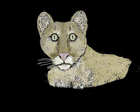 panther