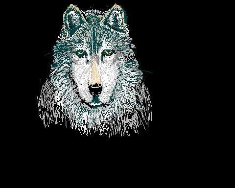 wolf